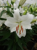 [4238 Siberia HLC2L No202.JPG]